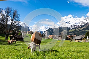 Cows in grassland of Wengen village, Switzerland.