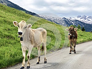 Cows on the grasslands in the valley of Wagital or Waegital and by the alpine Lake Wagitalersee Waegitalersee, Innerthal