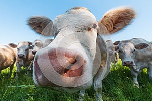 Cows in a grassy field