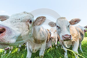 Cows in a grassy field