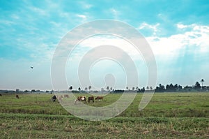 Cows in a grassy field on a bright and sunny day in Thailand. Saturation style