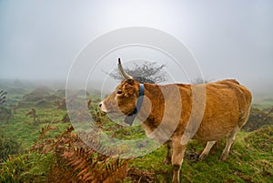 Cows in a grassy field on a fog morning. Misty meadow green landscape mist nature. Farm field livestock pasture grass