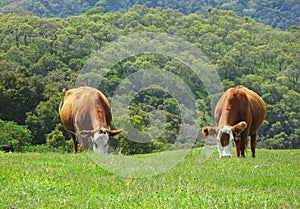 Cows on a Grassy Hill