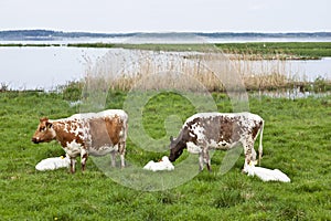 Cows graze