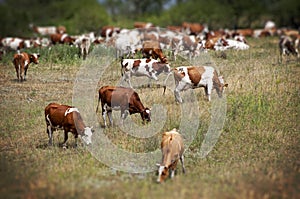 Cows graze