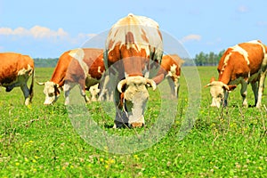 Cows in graze