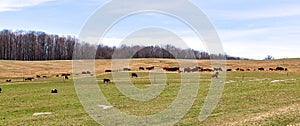 Cows Graze Across The Landscaped Pasture