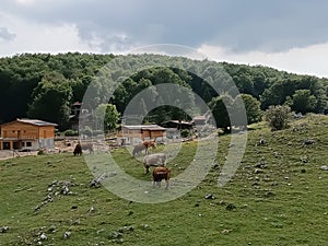 Cows graze against the backdrop of a bucolic landscape in Lazio, Italy