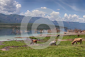 Cows graze along the shores of Lake Bogoria