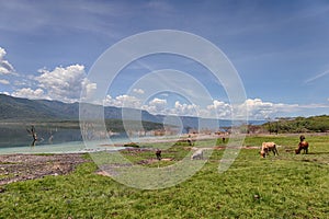 Cows graze along the shores of Lake Bogoria