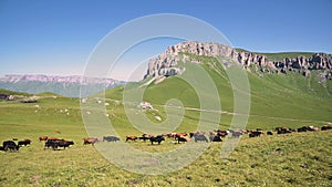 Cows graze on alpine green cliff at the foot of the Innal Plateau in the North Caucasus on a sunny summer day on the