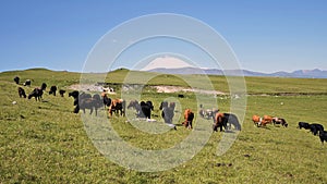 Cows graze on an alpine green cliff at the foot of the Innal Plateau in the North Caucasus on a sunny summer day. The