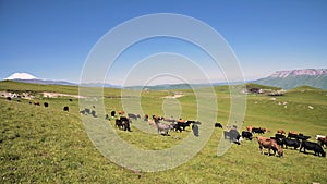 Cows graze on alpine green cliff at the foot of the Innal Plateau in the North Caucasus on a sunny summer day on the