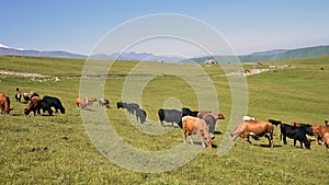 Cows graze on an alpine green cliff at the foot of the Innal Plateau in the North Caucasus on a sunny summer day. The