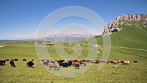 Cows graze on alpine green cliff at the foot of the Innal Plateau in the North Caucasus on a sunny summer day on the
