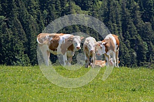 Cows graze in the alpine meadow