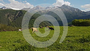 Cows graze in alpine meadow on background of mountains