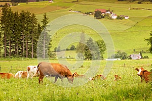 Cows graze in the Alpine meadows of the black forest.