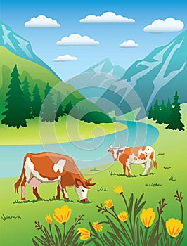 Cows graze in alpine meadows Color illustration