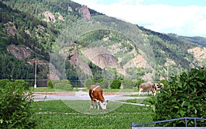 Cows graze in the area, the city Divnogorsk