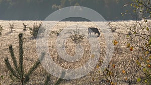 Cows graze in autumn on a field in the morning in a haze