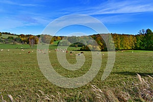 Cows graze in the autumn landscape, southern Bohemia