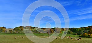 Cows graze in the autumn landscape, southern Bohemia