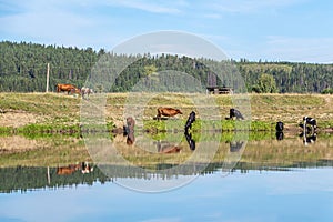 Cows graze on banks of river. Watering hole, Pasture. Black, white and ginger cows on green meadow reflected in wate