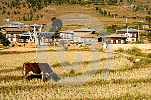 Cows graze on the Bhutan mountain