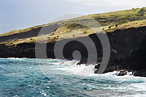 Cows Graze on Black Cliffs in Hawaii