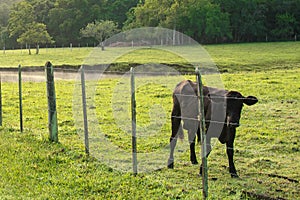 Cows graze on the Brazilian fazenda, Rio Grande do Sul photo