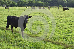 Cows graze on the Brazilian fazenda, Rio Grande do Sul photo