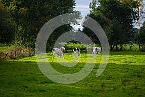 Cows graze calmly on a small  pasture in the evening sunlight