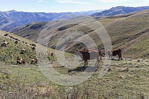 Cows graze in Dagestan mountains