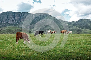 Cows graze on ecological meadows in the mountains