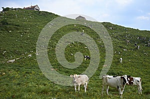 Cows graze in a field