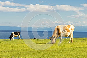 Cows graze in the field.