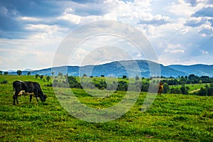 Cows graze in the field