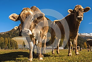 Cows graze on the field in Davos in Switzerland on the background of the Swiss Alps. Davos Switzerland