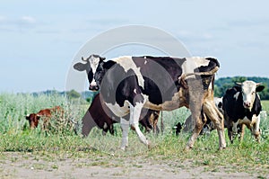 Cows graze in a field on green grass