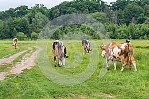 Cows graze in a field on green grass