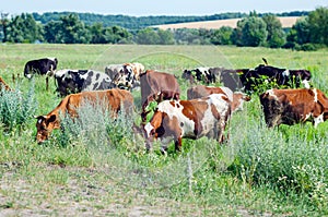 Cows graze in a field on green grass