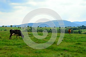 Cows graze in the fields