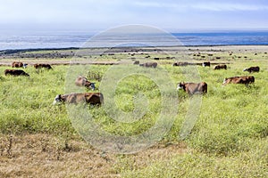 Cows graze fresh grass on a meadow in Andrew Molina State park