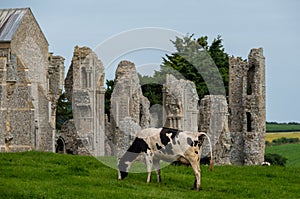 Cows graze on grass in front of the remains of Binham Priory near Fakenham in North Norfolk UK.