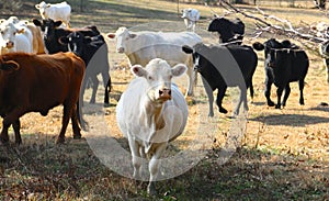 Cows graze on grass and leafy greens in a pasture.