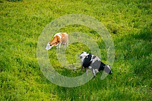cows graze in a green field