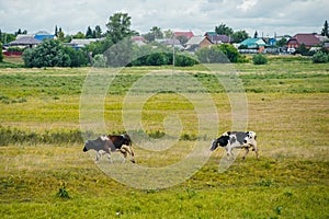 cows graze in a green field