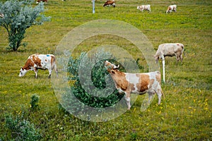 cows graze in a green field