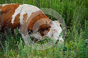 cows graze in a green field